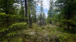 Sørøst for Nedre Røytjern Sørøst for Nedre Røytjern
