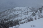 Nyfjellrørin Nyfjellrørin