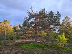 Øst for Steglevannet Øst for Steglevannet