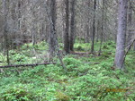 Tjernshaugen Tjernshaugen