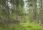Nord for Svarttjern Nord for Svarttjern