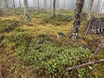 Bendiksberget Bendiksberget