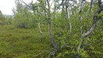 Ormtjernkampen, nord Ormtjernkampen, nord