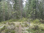 Langvassbrenninga Langvassbrenninga