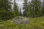 Gardbergskampen Gardbergskampen