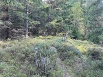 Frønsvollsåsen Frønsvollsåsen