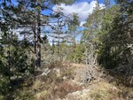 Eikebergkollen nord Eikebergkollen nord