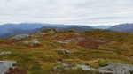 Utegardsnipa Utegardsnipa