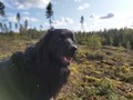 Naturlig