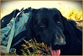 Explorer