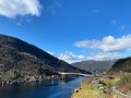 fjellfyr