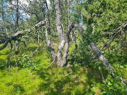 Oppsjøhøgda