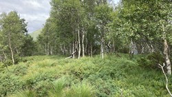 Stemmedalshaugane