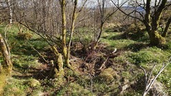 Norheim (tuft)