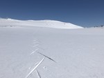 Grånosi