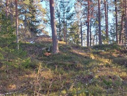 Bjordamheia