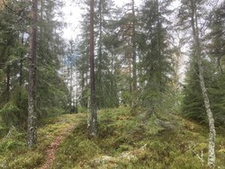 Nygårdskollen nord