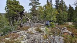 Ristjønnhøgde
