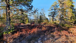 Ullandskollen