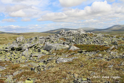 Gråhøgdin