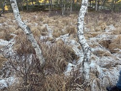 Ødepunktet i Birkenes