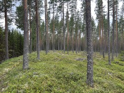 Haraåsen