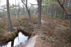 Maståsen