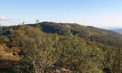 Langefonn