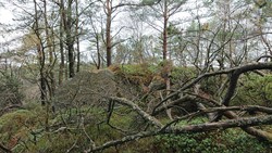 Bjørnhaugen