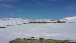 Bjorlihøe