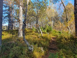 Øverlandshaugen
