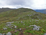Haugshornet