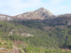 Lyngberget