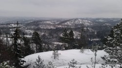Skjeggås