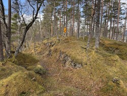 Talgåsen