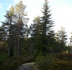 Fønntjernshøgda