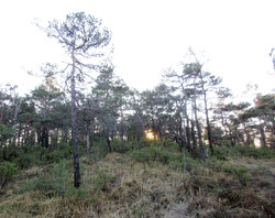 Blåheiane