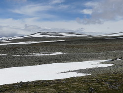 Grønhøi
