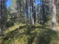 Buståsen