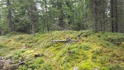 Kinnsæterhøgda