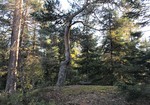 Høgåsen