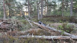 Tasserudåsen