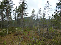 Håberget