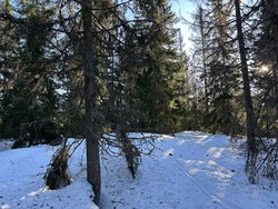 Sveltåsen