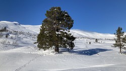 Appelsintreet