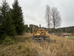Riksrøys 61