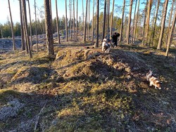 Vennevålshøgda Sør