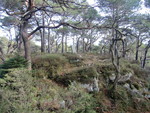 Silkesåtene