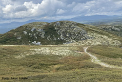Østre Steinkampen