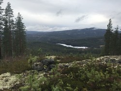 Ørteskollen